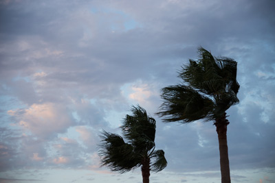 "Dark sky and palm trees"